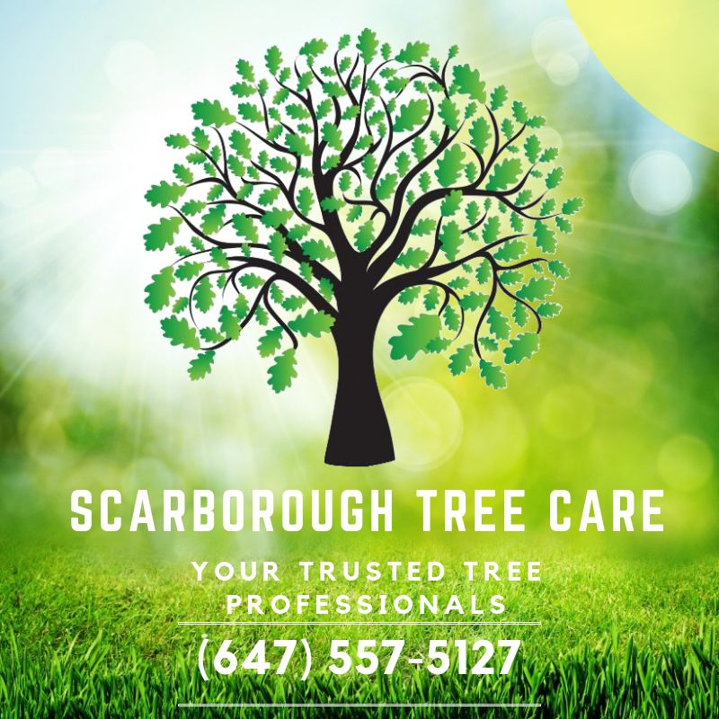 Contact Info Scarborough Tree Care 