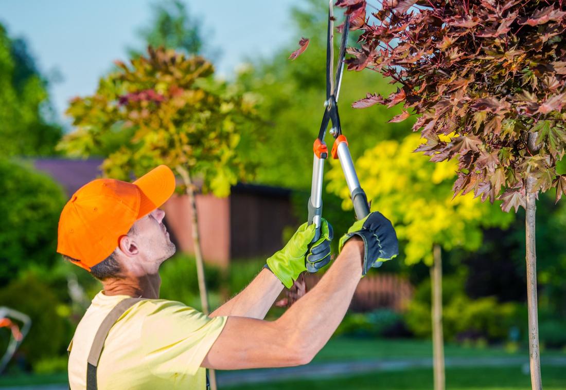 A man pruning trees leaves