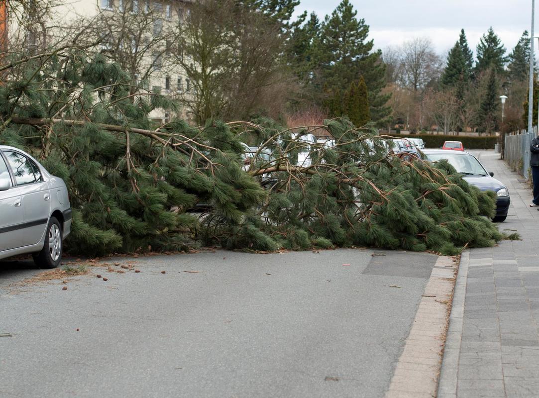 Fallen Tree Emergency Tree Removal Scarborough
