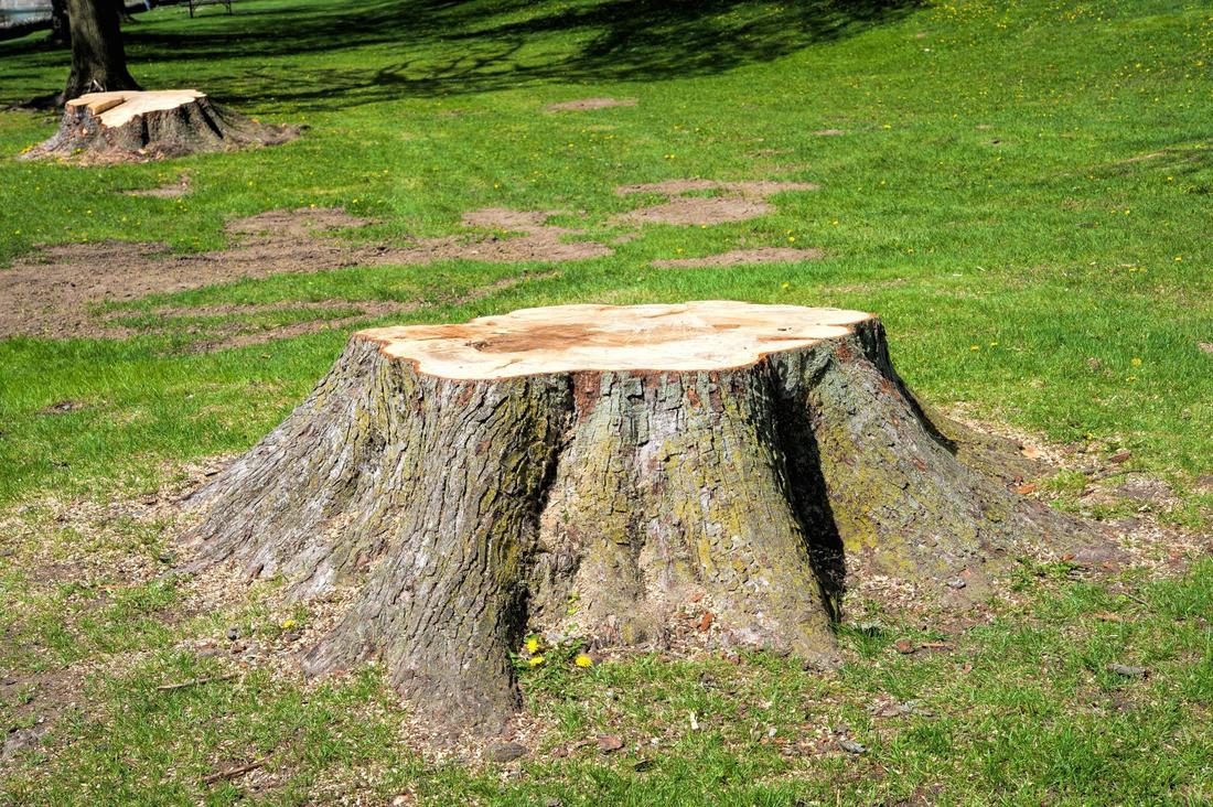 A old stump